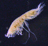  ( - 9-9S_Pard11_2012_1)  @11 [ ] CreativeCommons  Attribution Non-Commercial Share-Alike (2021) Anna Jazdzewska University of Lodz, Dept of Invertebrate Zoology and Hydrobiology