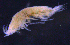  ( - 9-9S_Pard11_2012_2)  @11 [ ] CreativeCommons  Attribution Non-Commercial Share-Alike (2021) Anna Jazdzewska University of Lodz, Dept of Invertebrate Zoology and Hydrobiology