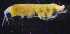  ( - 9-9S_Pard1_2012_1)  @11 [ ] CreativeCommons  Attribution Non-Commercial Share-Alike (2021) Anna Jazdzewska University of Lodz, Dept of Invertebrate Zoology and Hydrobiology