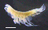  ( - 9-9S_Phox1_2012_1)  @11 [ ] CreativeCommons  Attribution Non-Commercial Share-Alike (2021) Anna Jazdzewska University of Lodz, Dept of Invertebrate Zoology and Hydrobiology