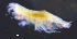  ( - 9-9S_Phox1_2012_5)  @11 [ ] CreativeCommons  Attribution Non-Commercial Share-Alike (2021) Anna Jazdzewska University of Lodz, Dept of Invertebrate Zoology and Hydrobiology