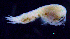  ( - 9-9S_Syno3_2012_1)  @11 [ ] CreativeCommons  Attribution Non-Commercial Share-Alike (2021) Anna Jazdzewska University of Lodz, Dept of Invertebrate Zoology and Hydrobiology