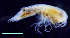  ( - 9-9S_Syno3_2012_2)  @11 [ ] CreativeCommons  Attribution Non-Commercial Share-Alike (2021) Anna Jazdzewska University of Lodz, Dept of Invertebrate Zoology and Hydrobiology