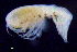  ( - 9-9S_Syno3_2012_3)  @11 [ ] CreativeCommons  Attribution Non-Commercial Share-Alike (2021) Anna Jazdzewska University of Lodz, Dept of Invertebrate Zoology and Hydrobiology