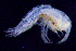  ( - 9-9S_Syno3_2012_5)  @11 [ ] CreativeCommons  Attribution Non-Commercial Share-Alike (2021) Anna Jazdzewska University of Lodz, Dept of Invertebrate Zoology and Hydrobiology