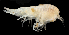  ( - 97S_Steg_2016_237U)  @11 [ ] CreativeCommons  Attribution Non-Commercial Share-Alike (2021) Anna Jazdzewska University of Lodz, Dept of Invertebrate Zoology and Hydrobiology