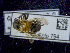  ( - UAAEnto794)  @11 [ ] CreativeCommons  Attribution Non-Commercial No Derivatives (2024) Unspecified Alaska Center for Conservation Science