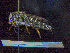  (Coelioxys moestus - UAAEnto989)  @11 [ ] CreativeCommons  Attribution Non-Commercial No Derivatives (2024) Unspecified Alaska Center for Conservation Science