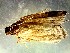  (Chilo sacchariphagus - PP702078)  @11 [ ] Unspecified (default): All Rights Reserved (2024) Acharya N.G.Ranga Agricultural University, Andhra Pradesh, India Acharya N.G.Ranga Agricultural University, Andhra Pradesh, India
