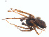  ( - BIOUG02049-D11)  @13 [ ] CC-0  G. Blagoev 2011 Unspecified