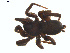  ( - BIOUG02049-E03)  @13 [ ] CC-0  G. Blagoev 2011 Unspecified