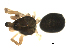 ( - CCDB-05149-E01)  @12 [ ] CC-0  G. Blagoev 2010 Unspecified
