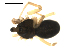  ( - CCDB-05149-E02)  @12 [ ] CC-0  G. Blagoev 2010 Unspecified