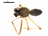  ( - CCDB-05149-H07)  @12 [ ] CC-0  G. Blagoev 2010 Unspecified