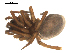  ( - CCDB-05258-A01)  @13 [ ] CreativeCommons - Attribution  Gergin Blagoev, Centre for Biodiversity Genomics Centre for Biodiversity Genomics