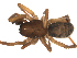  ( - CCDB-05258-A02)  @13 [ ] CreativeCommons - Attribution  Gergin Blagoev, Centre for Biodiversity Genomics Centre for Biodiversity Genomics