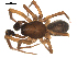  ( - CCDB-05258-A03)  @13 [ ] CreativeCommons - Attribution  Gergin Blagoev, Centre for Biodiversity Genomics Centre for Biodiversity Genomics