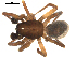  ( - CCDB-05258-A06)  @14 [ ] CreativeCommons - Attribution  Gergin Blagoev, Centre for Biodiversity Genomics Centre for Biodiversity Genomics