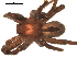  ( - CCDB-05258-B11)  @13 [ ] CreativeCommons - Attribution  Gergin Blagoev, Centre for Biodiversity Genomics Centre for Biodiversity Genomics