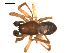  ( - CCDB-05258-D04)  @13 [ ] CreativeCommons - Attribution  Gergin Blagoev, Centre for Biodiversity Genomics Centre for Biodiversity Genomics