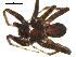  ( - CCDB-05258-G06)  @12 [ ] CreativeCommons - Attribution  Gergin Blagoev, Centre for Biodiversity Genomics Centre for Biodiversity Genomics