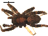  ( - CCDB-05258-G07)  @12 [ ] CreativeCommons - Attribution  Gergin Blagoev, Centre for Biodiversity Genomics Centre for Biodiversity Genomics