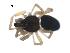  ( - CCDB-08822-C11)  @12 [ ] CC-0  G. Blagoev 2010 Unspecified