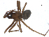  (Allomengea dentisetis - CCDB-08822-D12)  @13 [ ] CC-0  G. Blagoev 2010 Unspecified