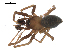  (Allomengea dentisetis - CCDB-08822-E01)  @13 [ ] CC-0  G. Blagoev 2010 Unspecified