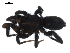  ( - CCDB-08822-E11)  @13 [ ] CC-0  G. Blagoev 2010 Unspecified