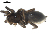  ( - CCDB-08822-H10)  @12 [ ] CC-0  G. Blagoev 2010 Unspecified