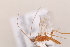  (Aleiodes sp. B5 - MRS_1004)  @11 [ ] CreativeCommons - Attribution Non-Commercial (2019) Unspecified National Museums Scotland