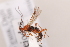  ( - MRS_1008)  @11 [ ] CreativeCommons - Attribution Non-Commercial (2019) Unspecified National Museums Scotland