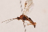  (Aleiodes assimilis - MRS_1015)  @11 [ ] CreativeCommons - Attribution Non-Commercial (2019) Unspecified National Museums Scotland