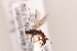  (Aleiodes sp. M9 - MRS_620)  @11 [ ] CreativeCommons - Attribution Non-Commercial (2019) Unspecified National Museums Scotland