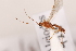  ( - MRS_929)  @11 [ ] CreativeCommons - Attribution Non-Commercial (2019) Unspecified National Museums Scotland