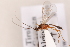  ( - MRS_934)  @11 [ ] CreativeCommons - Attribution Non-Commercial (2019) Unspecified National Museums Scotland