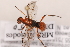  ( - MRS_950)  @11 [ ] CreativeCommons - Attribution Non-Commercial (2019) Unspecified National Museums Scotland