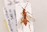  (Aleiodes caudalis - MRS_966)  @11 [ ] CreativeCommons - Attribution Non-Commercial (2019) Unspecified National Museums Scotland