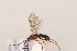  (Aleiodes sp. G14 - MRS_970)  @11 [ ] CreativeCommons - Attribution Non-Commercial (2019) Unspecified National Museums Scotland
