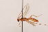  ( - MRS_972)  @11 [ ] CreativeCommons - Attribution Non-Commercial (2019) Unspecified National Museums Scotland
