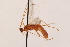  ( - MRS_973)  @11 [ ] CreativeCommons - Attribution Non-Commercial (2019) Unspecified National Museums Scotland