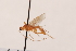  (Aleiodes sp. B6 - MRS_974)  @11 [ ] CreativeCommons - Attribution Non-Commercial (2019) Unspecified National Museums Scotland
