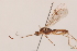  (Aleiodes sp. M11 - MRS_978)  @11 [ ] CreativeCommons - Attribution Non-Commercial (2019) Unspecified National Museums Scotland