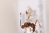  ( - MRS_982)  @11 [ ] CreativeCommons - Attribution Non-Commercial (2019) Unspecified National Museums Scotland