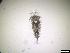  (Pseudotachidiidae - 809_7-6-28)  @11 [ ] Unspecified (default): All Rights Reserved  Frederic Bonk Unspecified