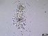  (Dorsiceratus - 1665_14-7-92)  @11 [ ] Unspecified (default): All Rights Reserved  Frederic Bonk Unspecified