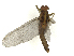  (Choroterpes atlas - CBG-A51944-E02)  @11 [ ] CreativeCommons - Attribution Share Alike (2025) CBG Photography Group Centre for Biodiversity Genomics