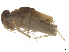  (Cloeon peregrinator - CBG-A51944-E11)  @11 [ ] CreativeCommons - Attribution Share Alike (2025) CBG Photography Group Centre for Biodiversity Genomics