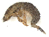  (Hydropsyche obscura - CBG-A51944-G09)  @11 [ ] CreativeCommons - Attribution Share Alike (2025) CBG Photography Group Centre for Biodiversity Genomics